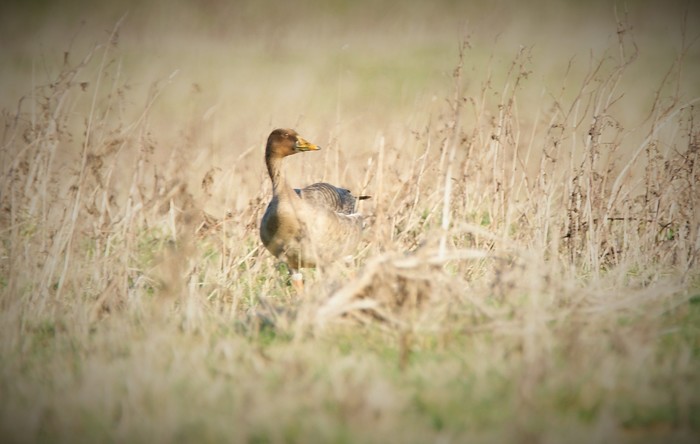 Taiga Bean Goose
