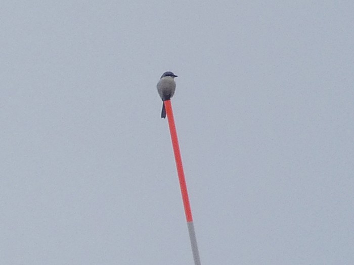 Great Grey Shrike