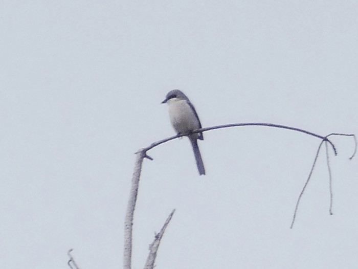 Great Grey Shrike