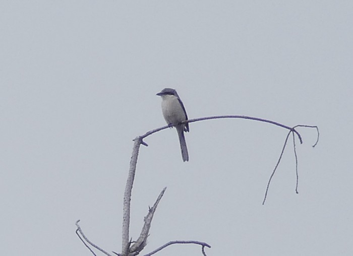 Great Grey Shrike