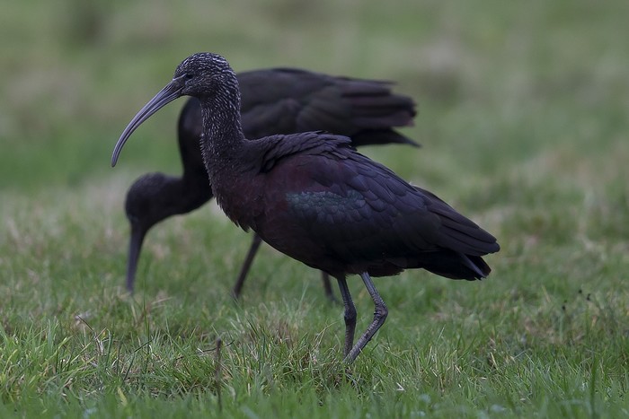 Glossy Ibis