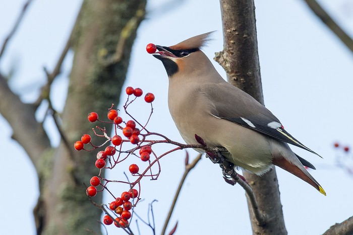Waxwing