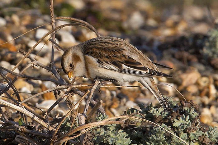 Snow Bunting