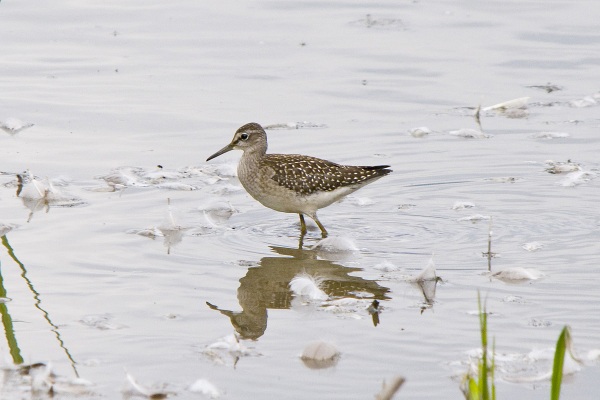 Wood Sandpiper
