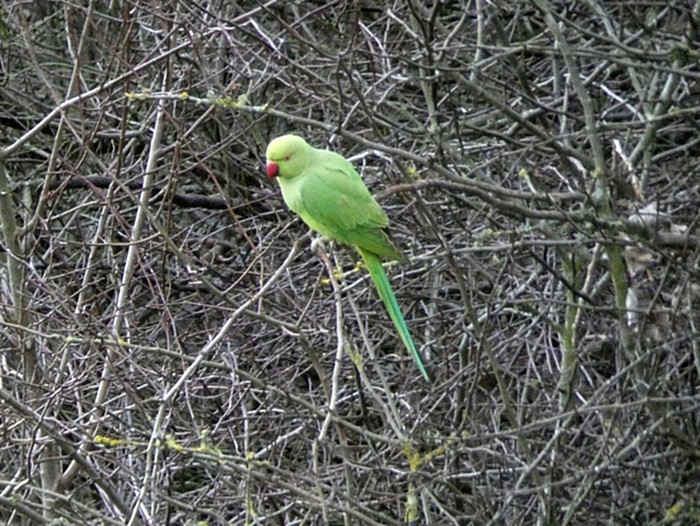 Ring-necked Parakeet