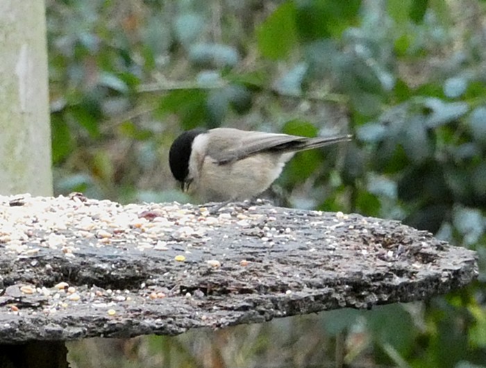 Marsh Tit