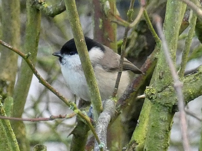 Marsh Tit