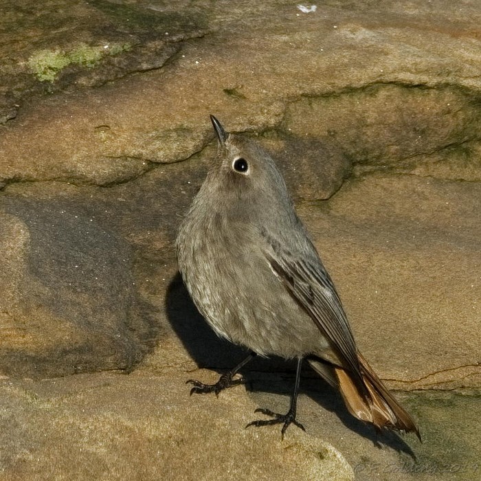 Black Redstart