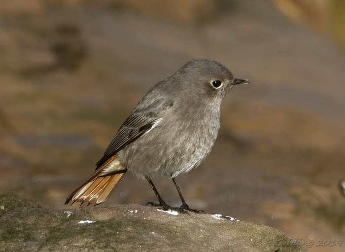 Black Redstart