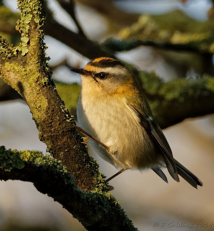 Firecrest