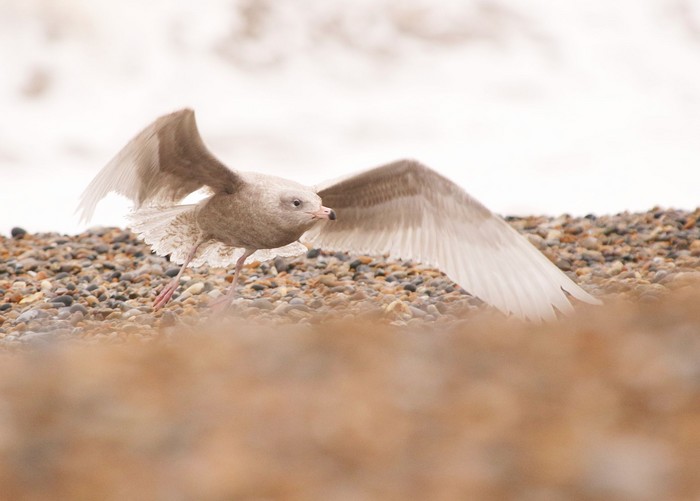 Glaucous Gull