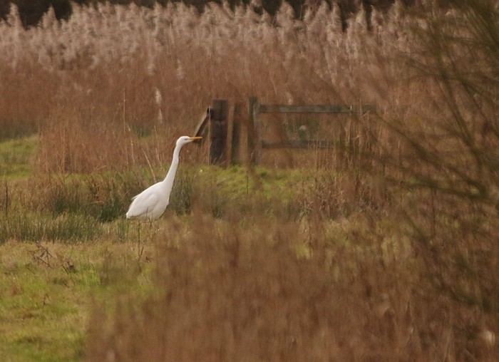Great White Egret
