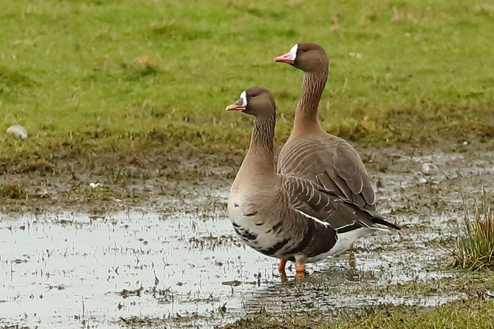 Russian White-fronted Goose