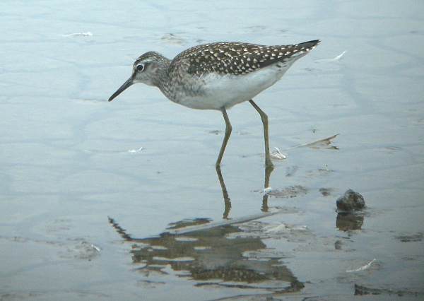 Wood Sandpiper