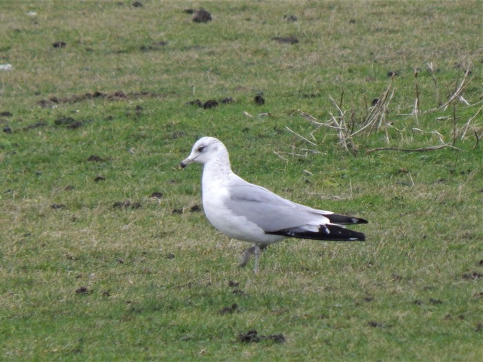 Ring-billed Gull
