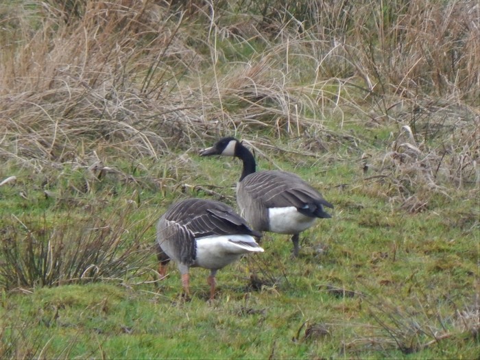 Todd's Canada Goose