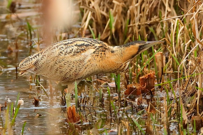 Bittern