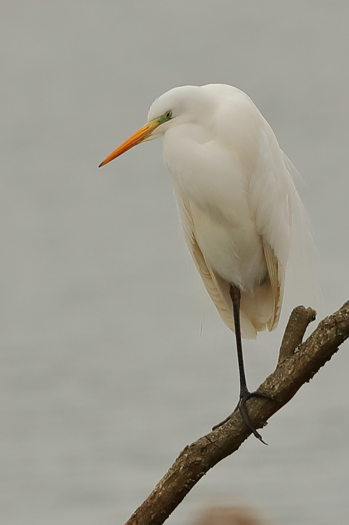 Great White Egret