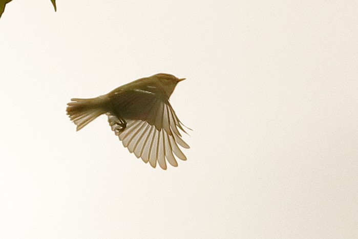 Yellow-browed Warbler