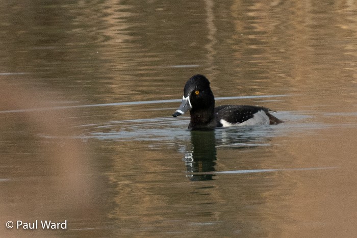 Ring-necked Duck