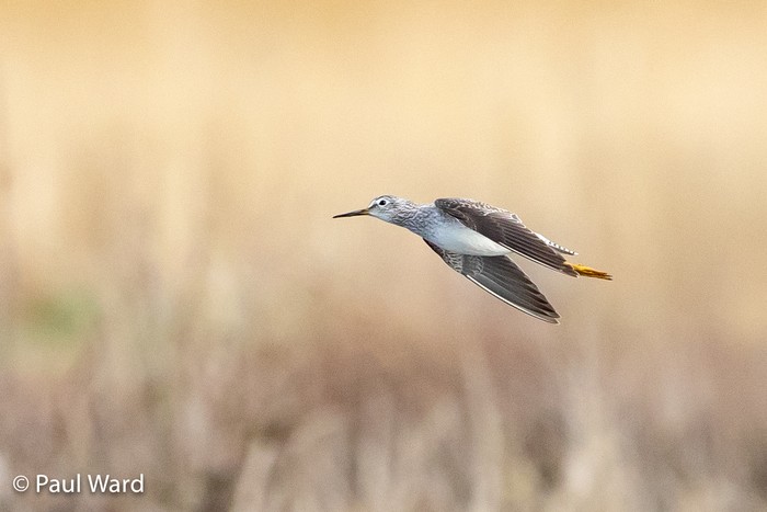 Lesser Yellowlegs