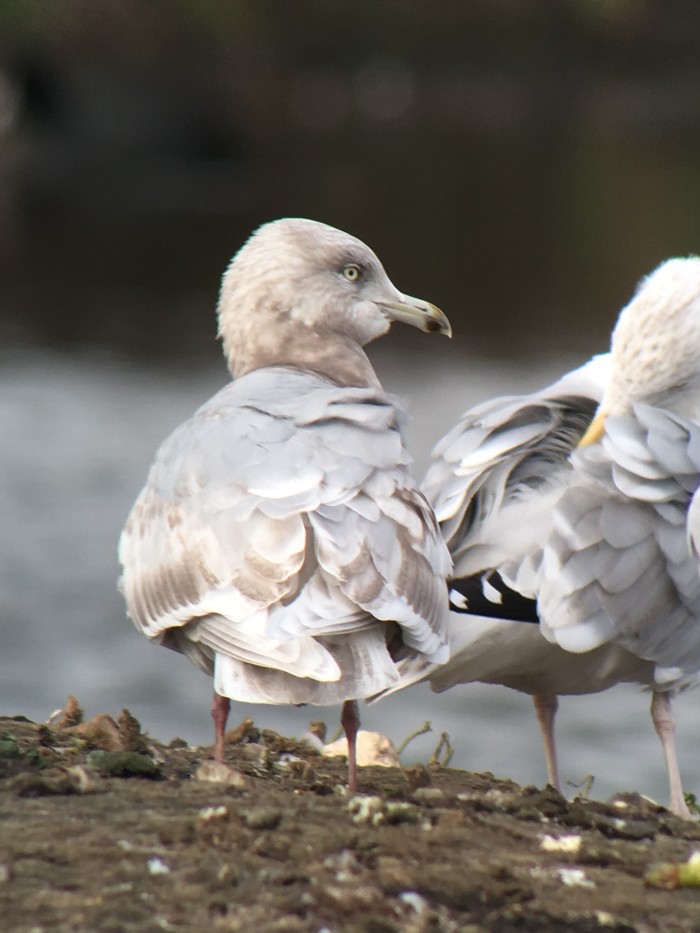 Iceland Gull