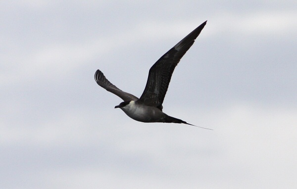 Long-tailed Skua