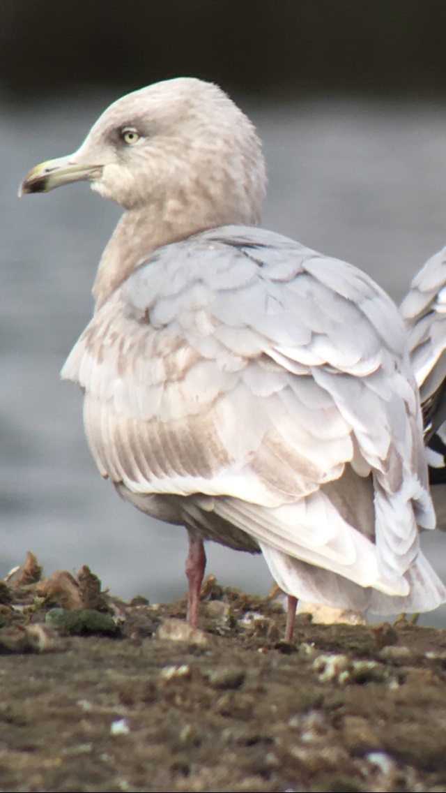 Iceland Gull