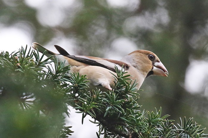 Hawfinch
