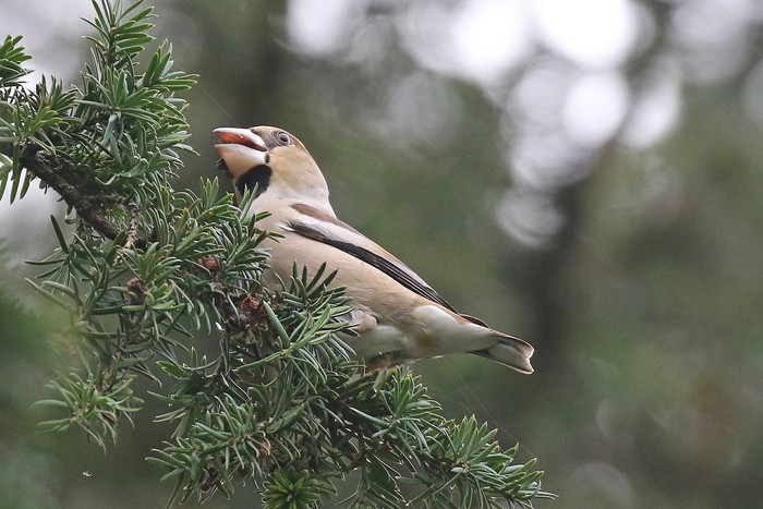 Hawfinch