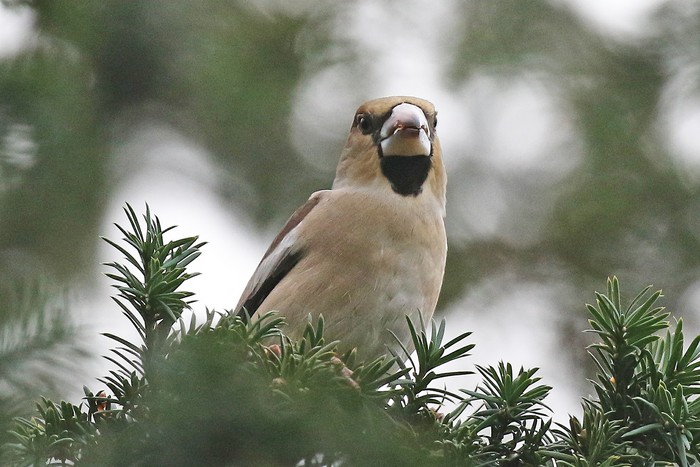 Hawfinch