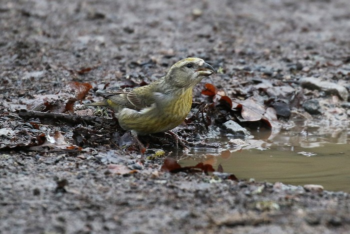 Crossbill
