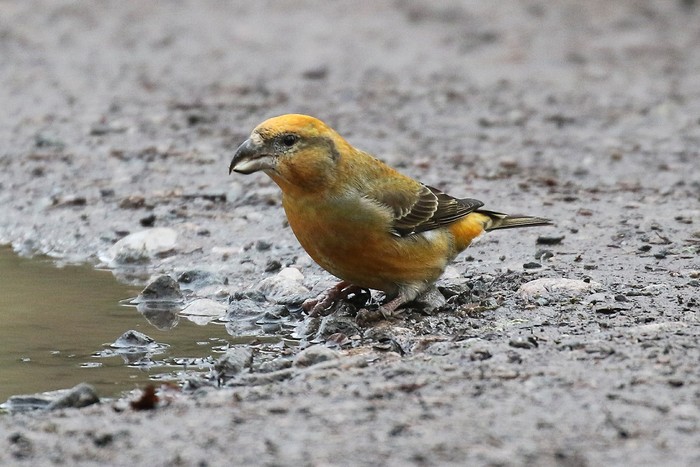 Crossbill
