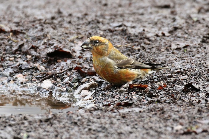 Crossbill