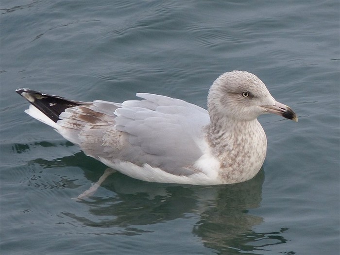 American Herring Gull