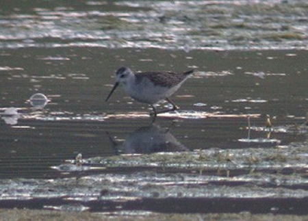 Marsh Sandpiper