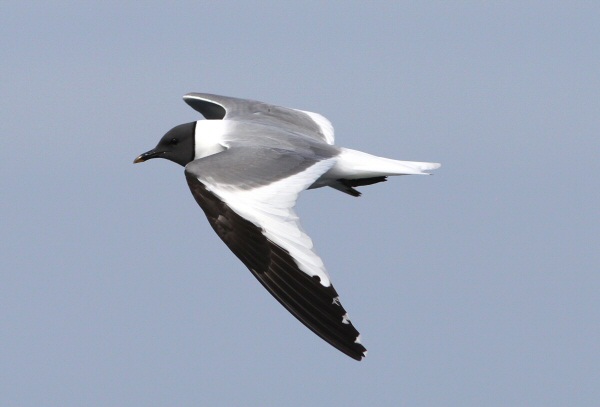 Sabine's Gull