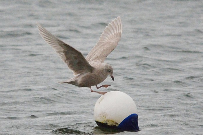 Kumlien's Gull