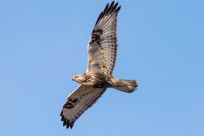 Rough-legged Buzzard