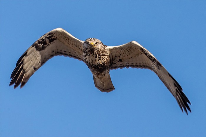 Rough-legged Buzzard