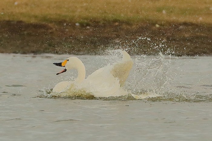 Bewick's Swan