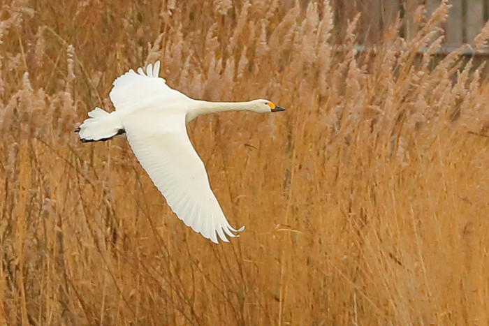 Bewick's Swan