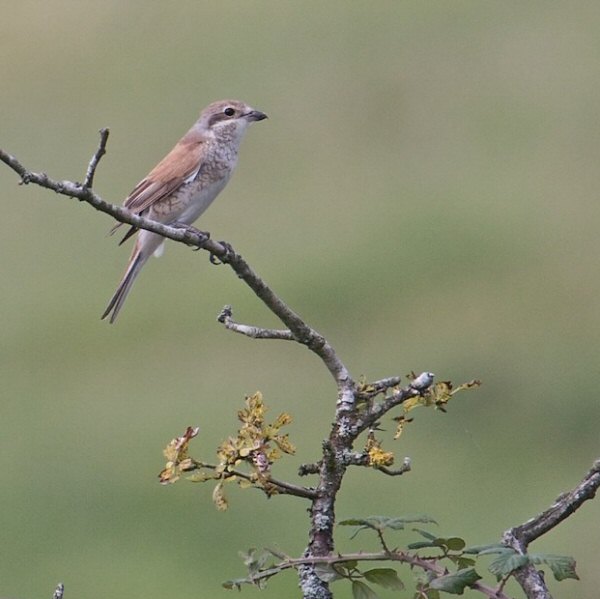 Red-backed Shrike