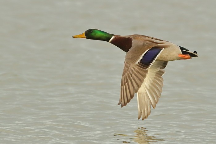 Mallard
