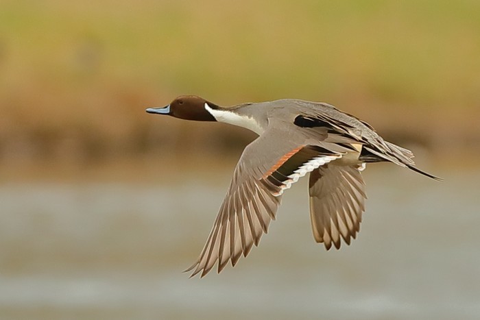Pintail