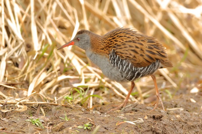 Water Rail