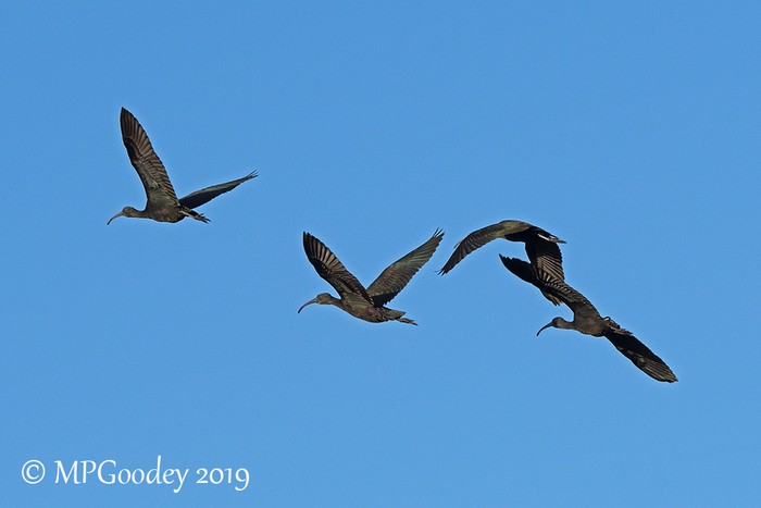Glossy Ibis