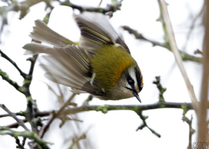 Firecrest