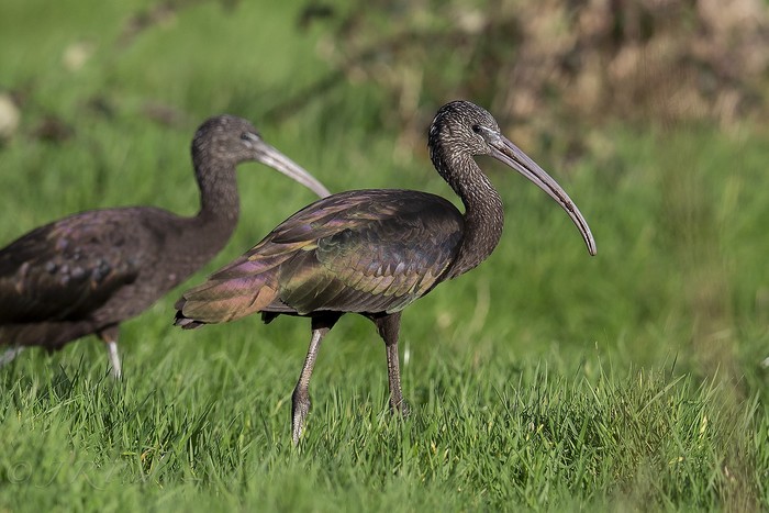 Glossy Ibis
