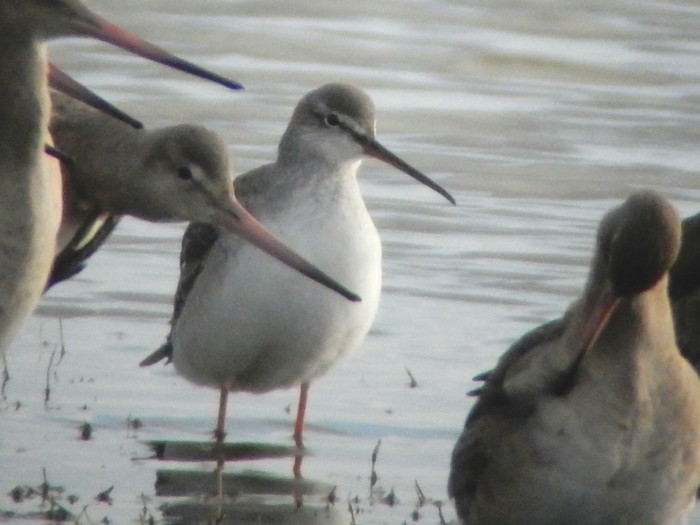 Spotted Redshank